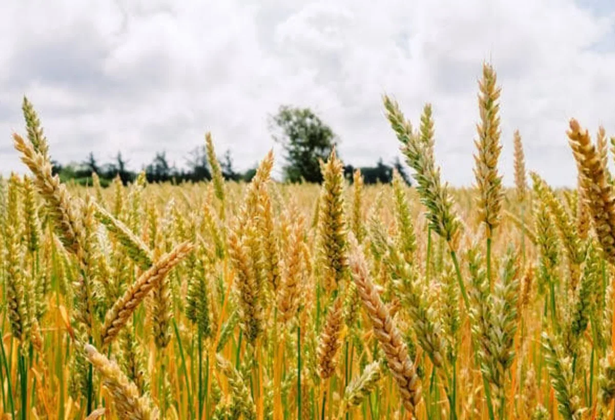 Alertaron que cortes eléctricos de hasta siete horas afectan al 90% de las industrias de cereales en Guárico