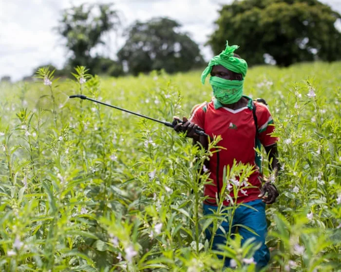 Almost half of world’s farmers poisoned by pesticides every year, experts find
