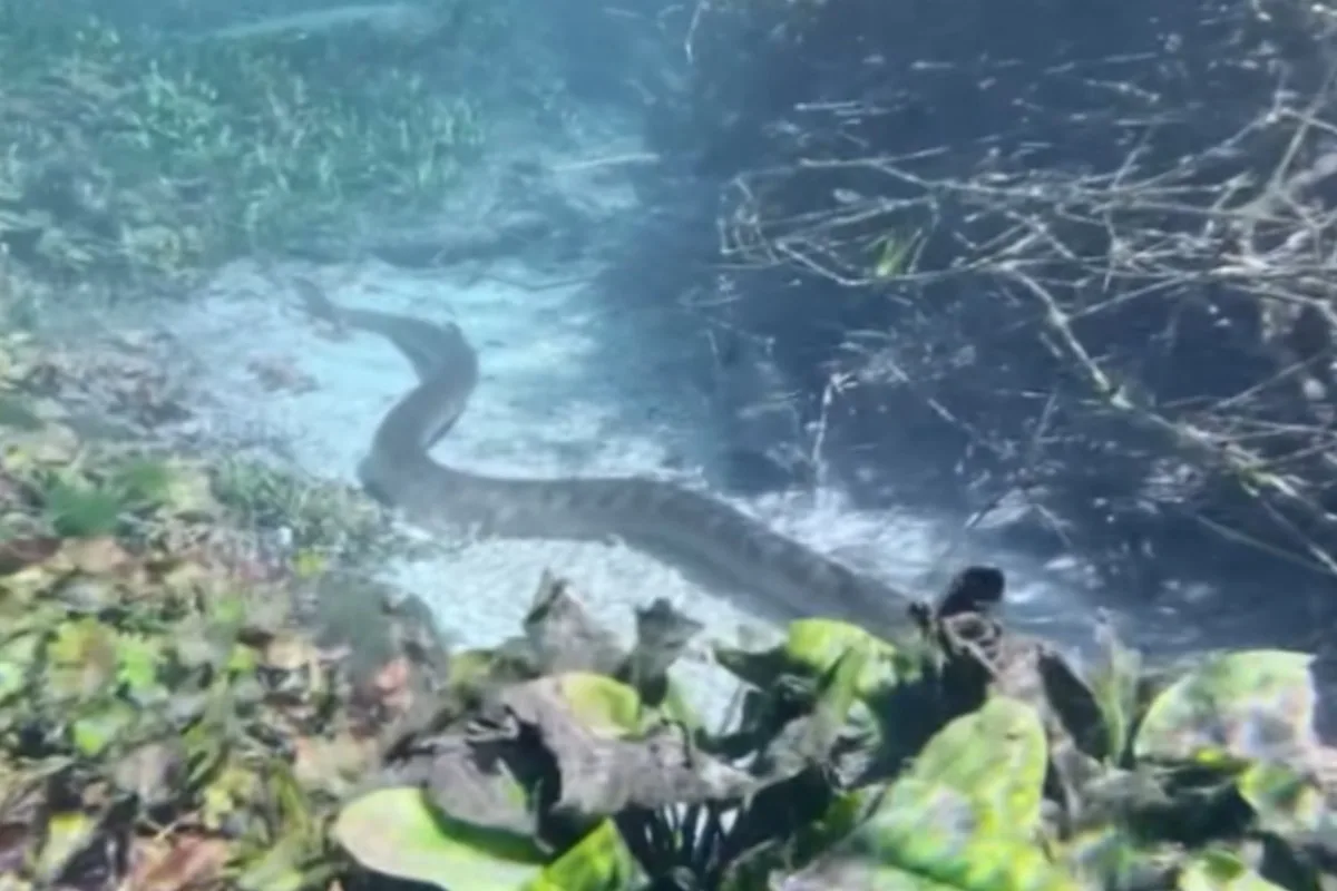 Sucuri 'desfila' no fundo de rio transparente e surpreende turistas em Bonito; VÍDEO