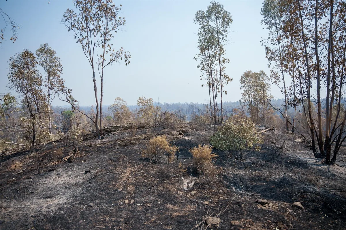 Frenar la erosión ante las tormentas: las claves de los expertos para recuperar el suelo quemado tras los incendios