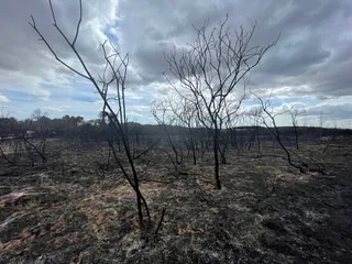 Incendie au sud de l’Ille-et-Vilaine : « Il faudra au moins cinq à dix ans » pour voir renaître la lande