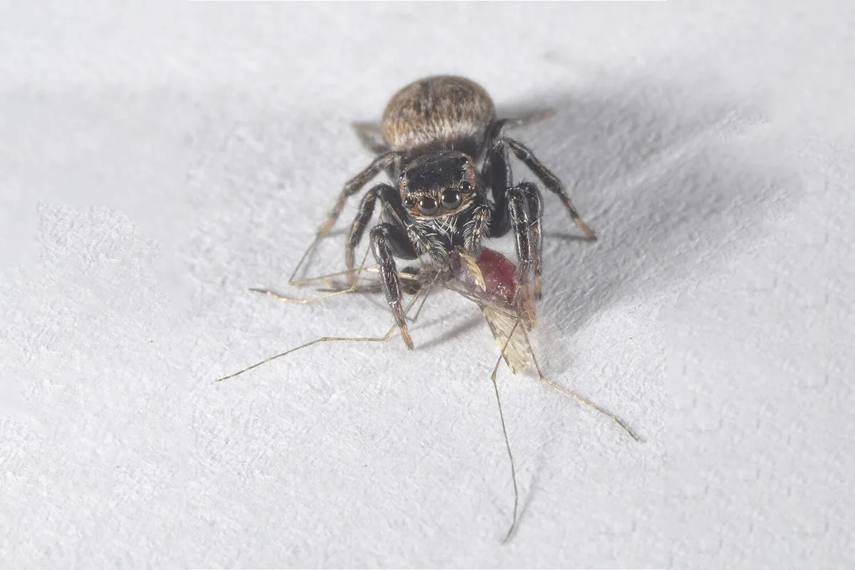 Há uma aranha-vampira que gosta das suas meias usadas