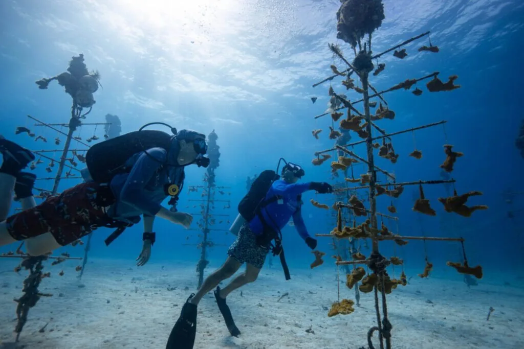 En el año 2000 comenzó con unos cuantos fragmentos de coral. Hoy sus "árboles" submarinos ayudan a recuperar arrecifes