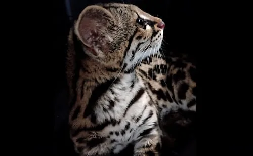 Aseguran ejemplar de tigrillo en domicilio en Oaxaca; felino en peligro de extinción está en "aparente buen estado de salud"
