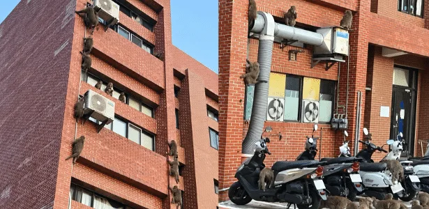 'Planeta dos Macacos'? Vídeo mostra invasão em alojamento de universidade