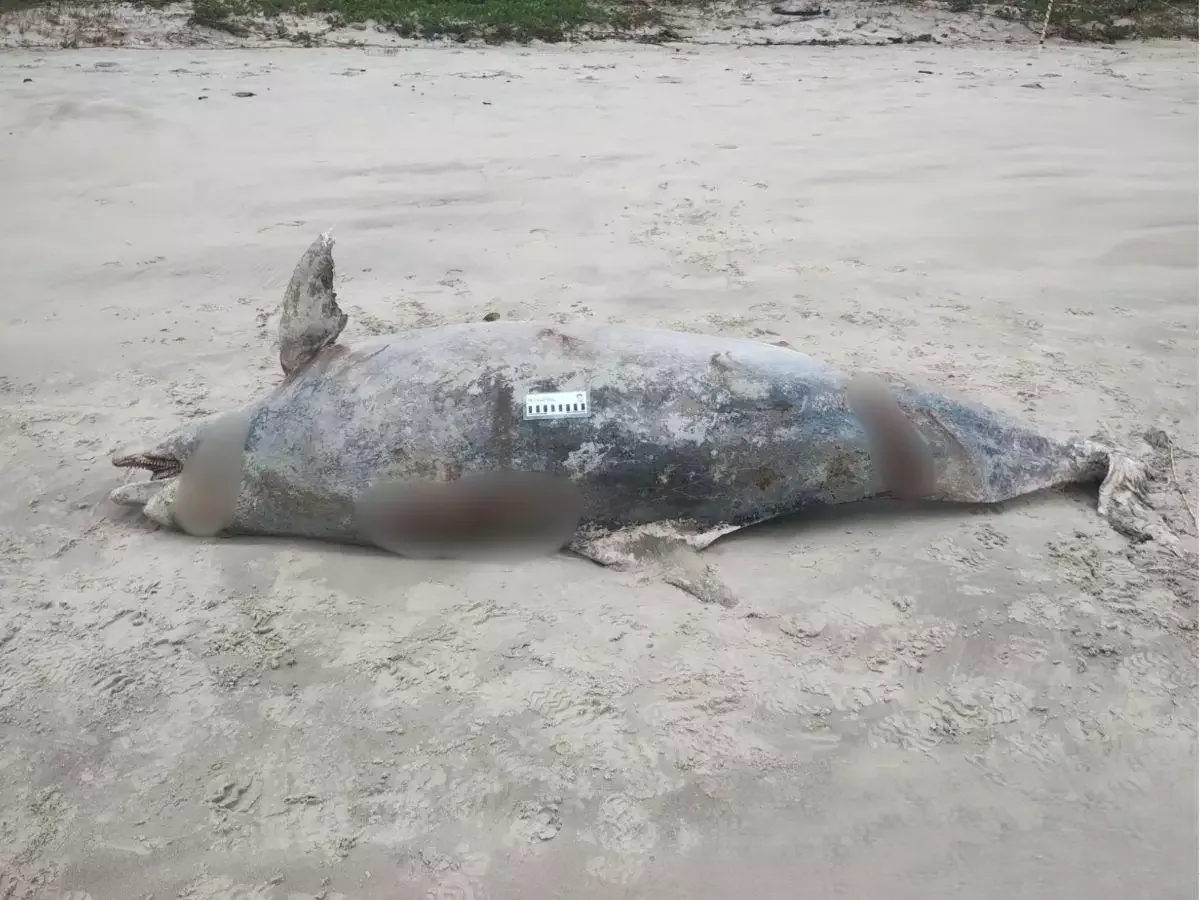 Golfinho com mais de 200 quilos aparece sem vida em praia do litoral de São Paulo