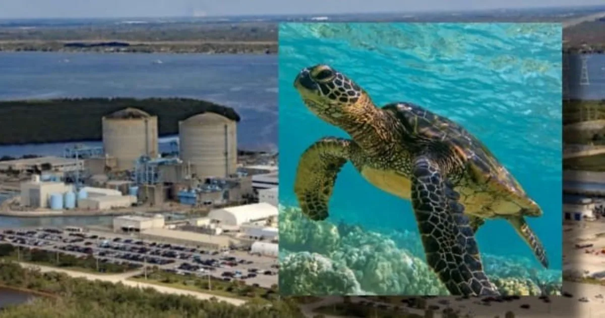 Una central nuclear de Florida toma agua del Atlántico a través de tuberías a 457 metros de la costa, y las tortugas marinas viajan en ellas hacia un canal de refrigeración de casi 1,6 kilómetros; así los biólogos registraron tres patrones para mejorar su conservación