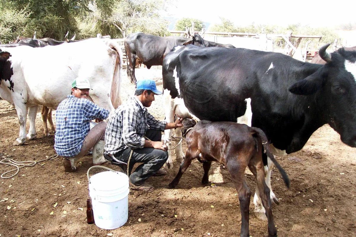 Suspende temporalmente Sonora exportaciones de ganado a EU por revisión sanitaria