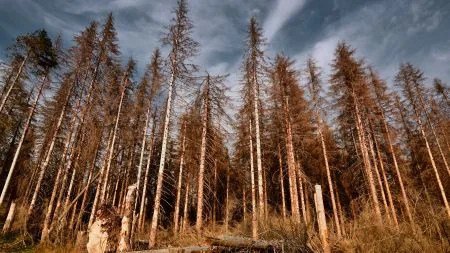 Klimaforscher Rahmstorf: Emissionen müssen auf null sinken