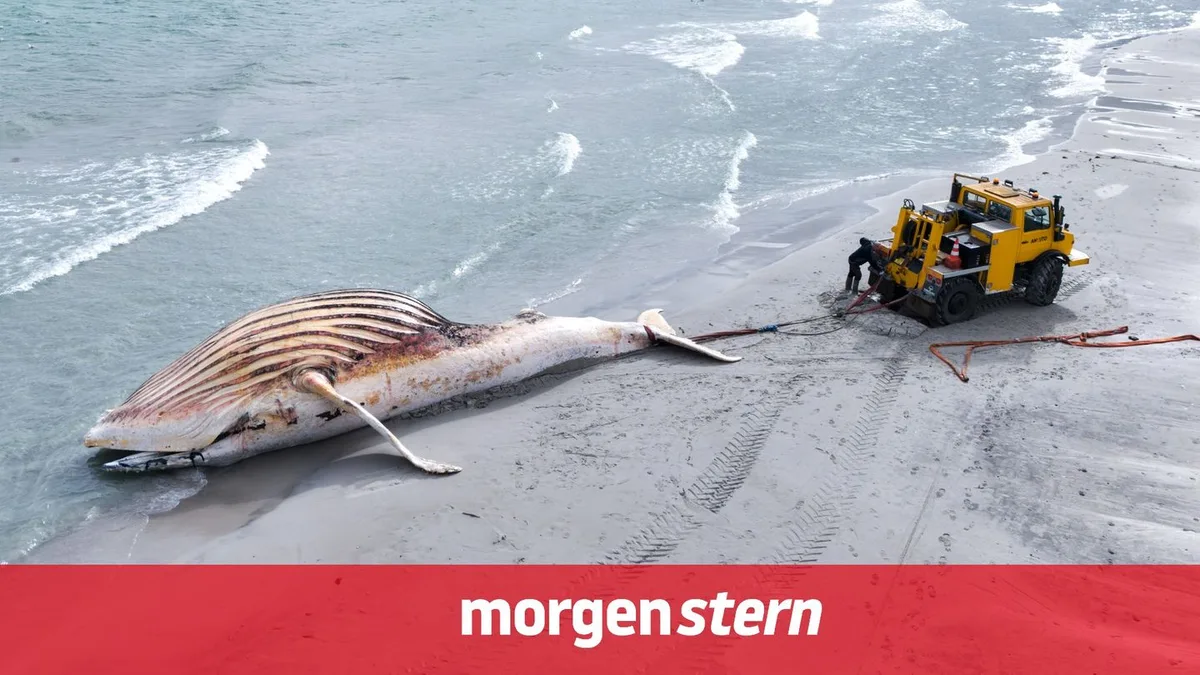 morgenstern: Timmy lebt – im Herzen und in den Ermittlungsakten