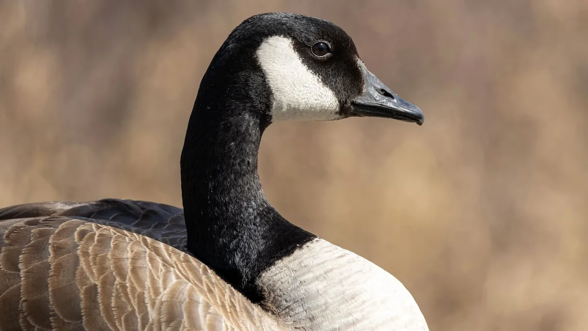 Pile of dead Canada geese discovered near Garson, Man.