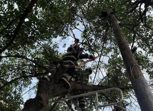 Bomberos de la CDMX rescatan a hombre que subió a un árbol de 12 metros en Xochimilco; fue puesto a salvo