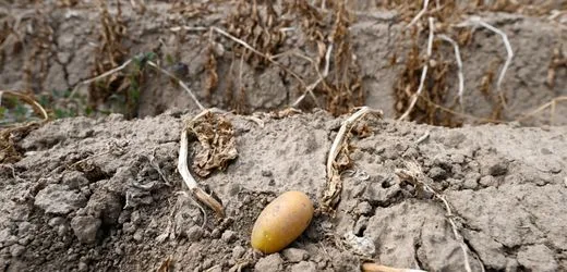 Kartoffeln in Deutschland: Was Extremwetter und Dürre für den Anbau bedeuten