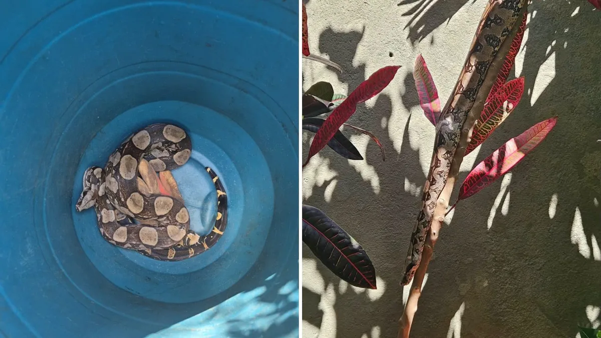 Duas jiboias são resgatadas em bairros de Vila Velha no mesmo dia