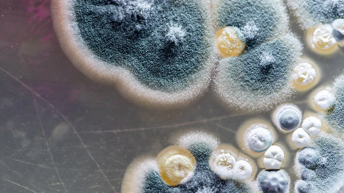 Pathogene Pilze – Wenn harmlose Umweltkeime krank machen