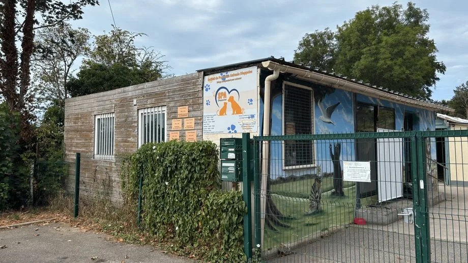 Dieppe : un chien saute du troisième étage, la SPA découvre d'autres animaux maltraités dans l'appartement