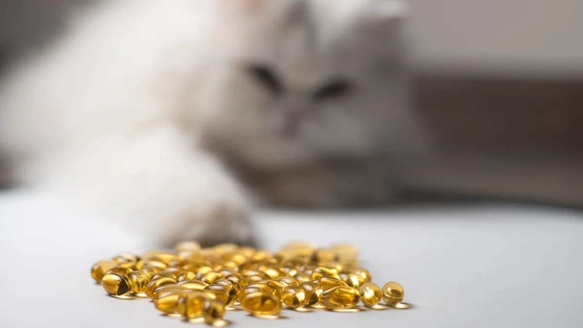 Gesundheitsbooster im Napf - Das bewirkt Omega‑3‑Öl bei Ihrem Haustier