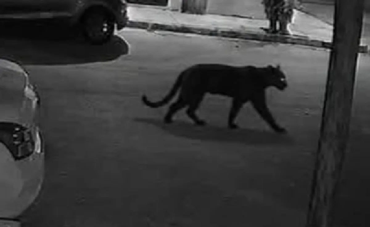 Buscan posible pantera en colonia de Lerdo, Durango; operativo termina sin localizar al animal