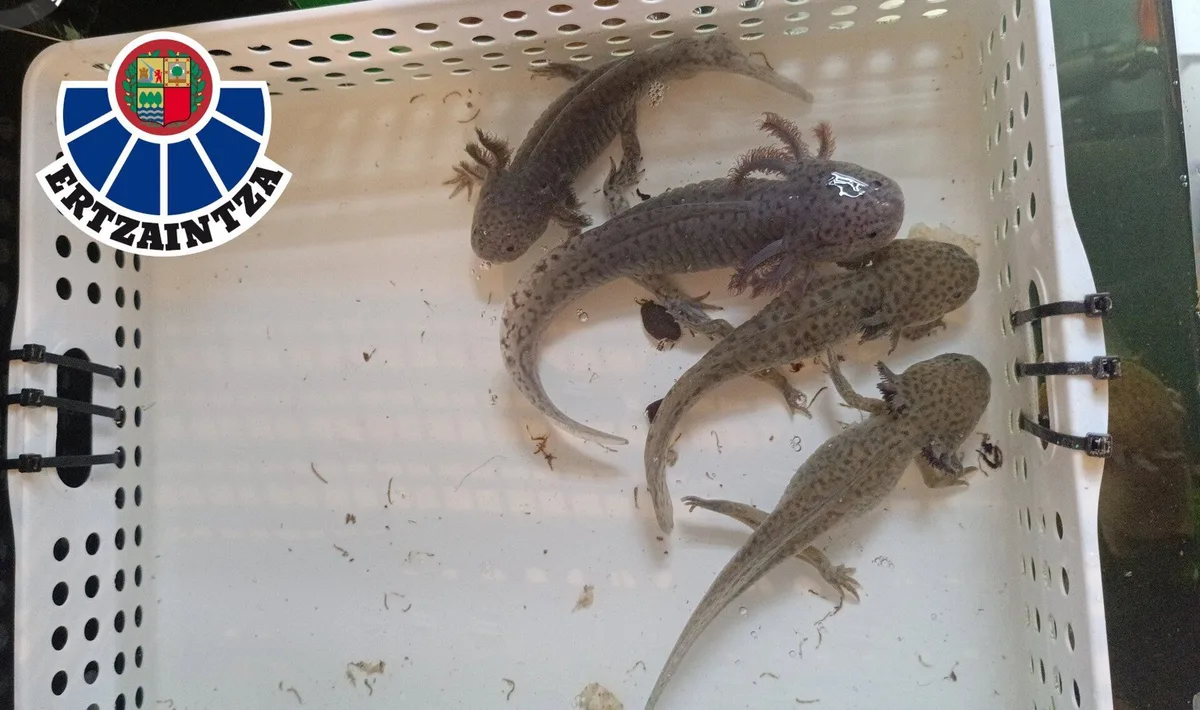 La Ertzaintza investiga a dos personas tras localizar 17 ajolotes, una especie en peligro crítico de extinción