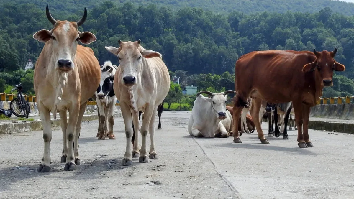 Animal shelters to cost 7,000 crore, can't build them, NHAI tells SC