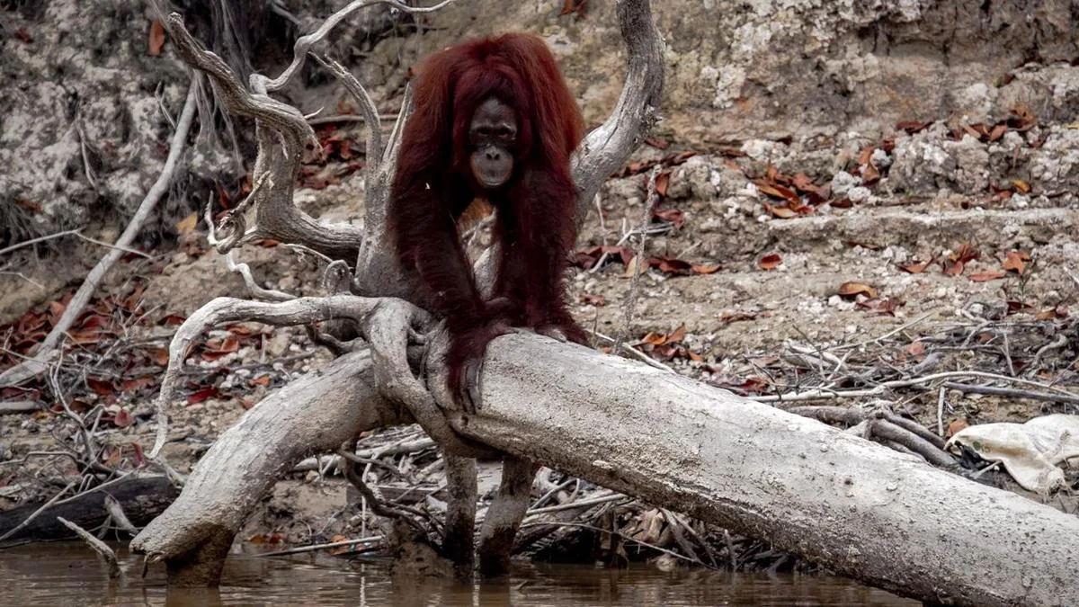 Indonesia's orangutans in danger as wildfires continue