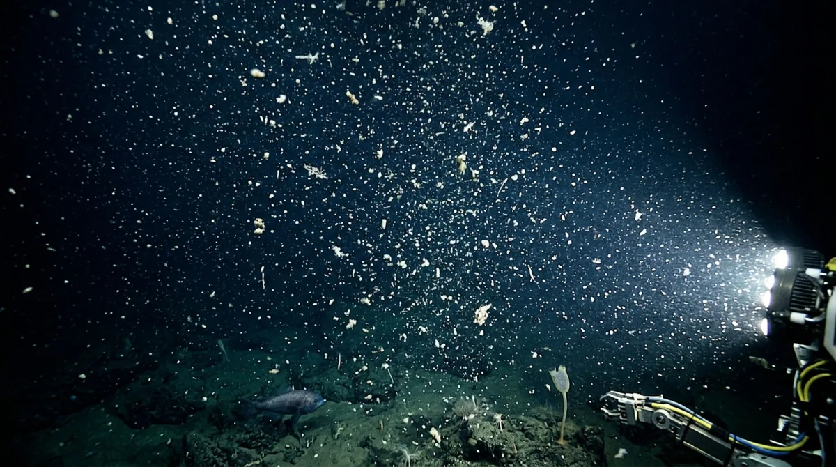 Existe uma espécie de neve caindo continuamente dentro do oceano, e parte dela consegue atravessar 4.000 metros de água em apenas uma semana