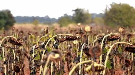 Le gouvernement reporte les annonces de son plan d'urgence pour les agriculteurs "de quelques jours", après l'été caniculaire