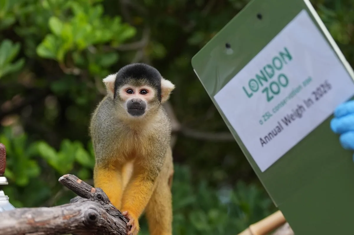 Penguins and capybaras among 10,000 animals on scales for London zoo weigh-in