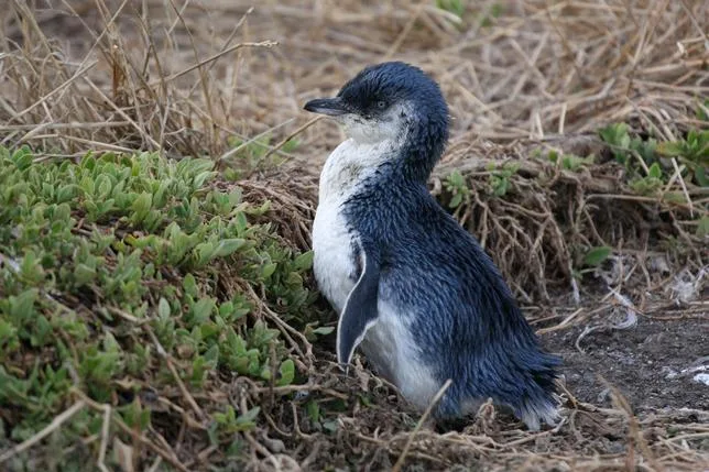 L’Australie a commencé à vacciner 5 000 manchots pygmées menacés par le virus H5N1