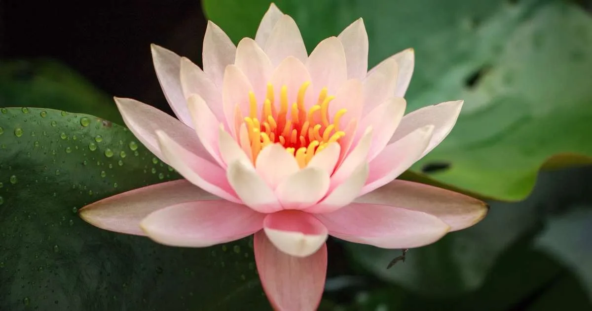 A flor de lótus que causa amnésia em 'A Odisseia' realmente existe?