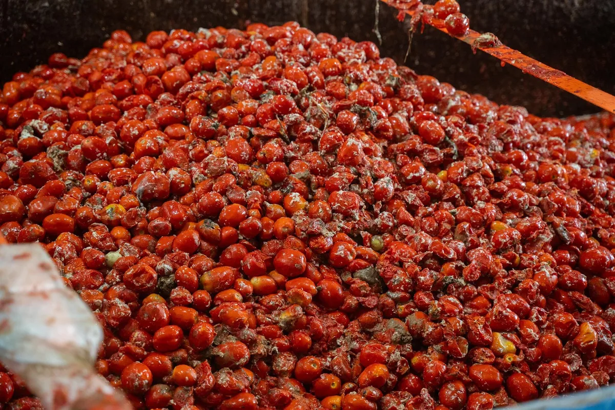 La Tomatina de Buñol (Valencia) contará con 150.000 kilos de tomates, 30.000 kilos más que en 2025