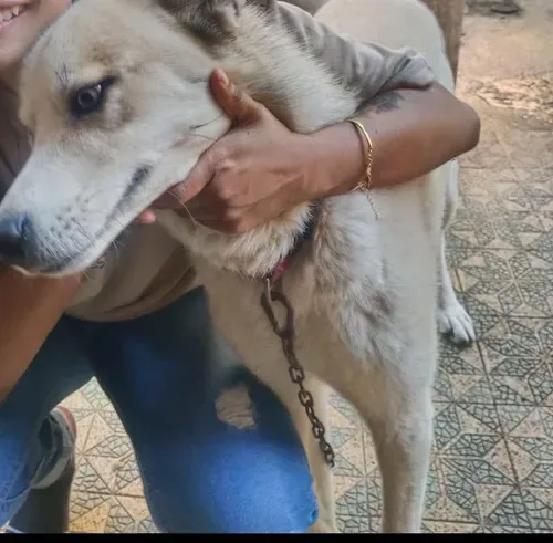 Durban family searches for missing Husky after CCTV captures dog theft