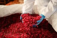 Pesquisa brasileira avança em rota mais sustentável para produção de amônia