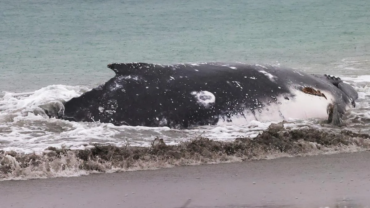 Tragedy as stranded humpback whale dies overnight after getting stuck on Port Kennedy beach