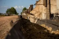 Taxa de confinamento menor em 2026 pode sustentar alta do boi gordo