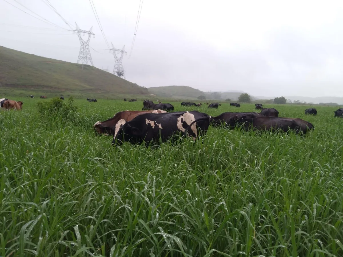 Vacas ouvem de forró a música clássica e produzem mais leite no ES