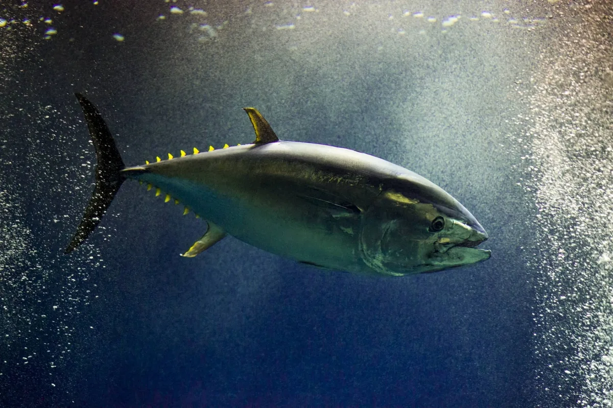 25% increase agreed for Pacific bluefin tuna quota