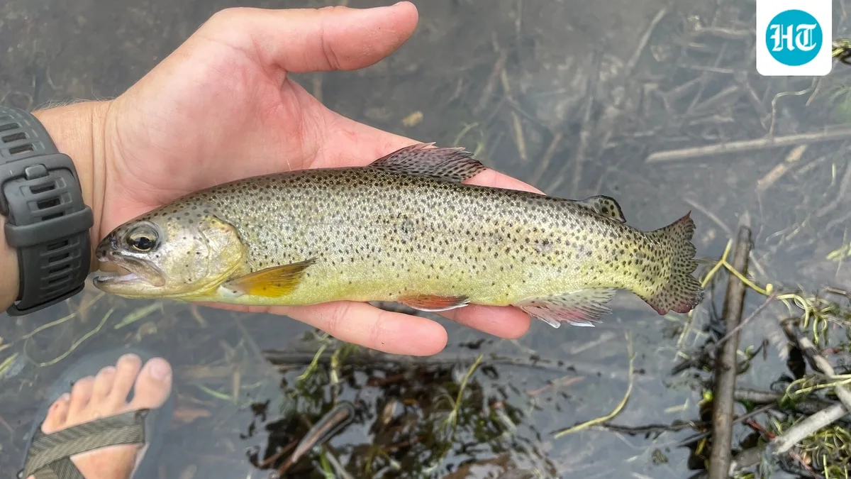 In 1979, nonnative trout pushed Arizona’s Apache trout into 30 stream miles; today, 30 populations occupy 175 miles, and it’s off the endangered list
