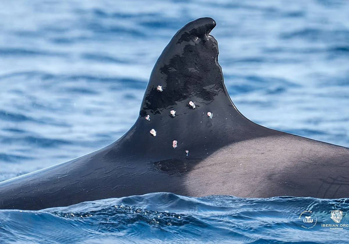 ¿Quién disparó a la orca Toñi? El Gobierno pide a la Guardia Civil localizar a los autores