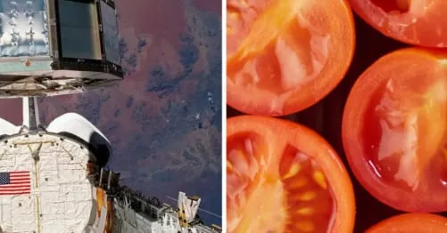 La NASA envió semillas al espacio en 1984, pero las recuperó casi seis años después con un resultado inesperado