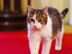 Mäusejäger der Downing Street: Kultkater Larry erholt sich von kleinerer Operation