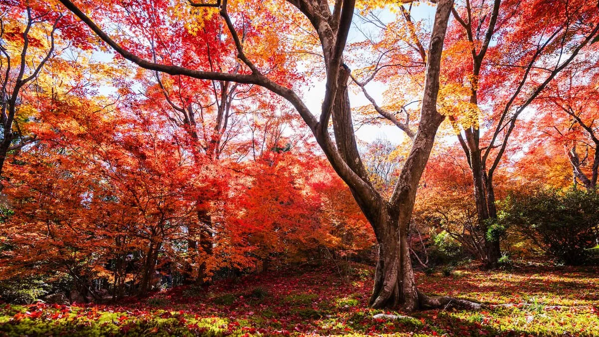 Gefärbtes Laub - Mit diesen Pflanzen kommt der „Indian Summer“ in Ihren Garten