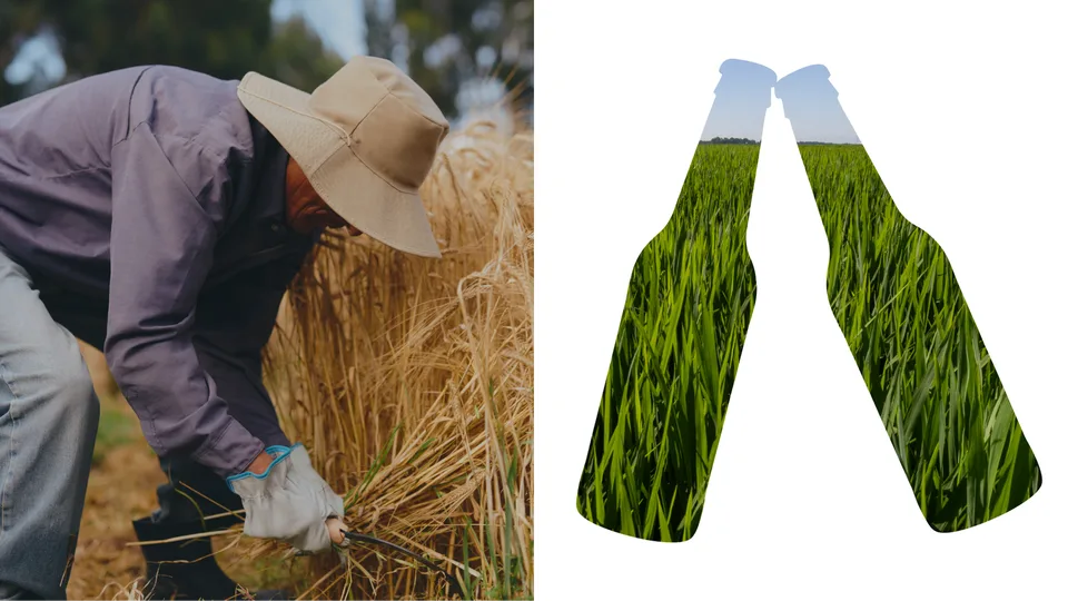 Meet The Local Farmers Behind AB InBev's Iconic Beers