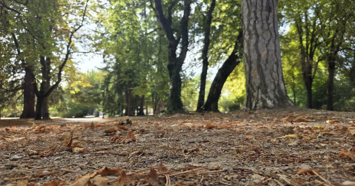Jura. « Certains arbres ne vont pas s’en remettre » : face à la sécheresse, les forêts à bout de forces