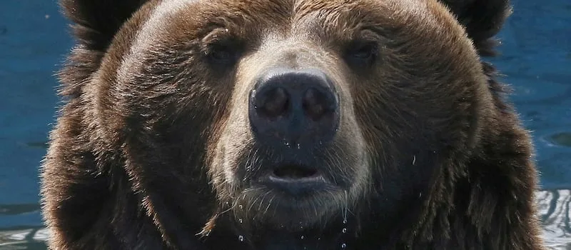 Russia cracks down on AI bears as real attacks spread fear