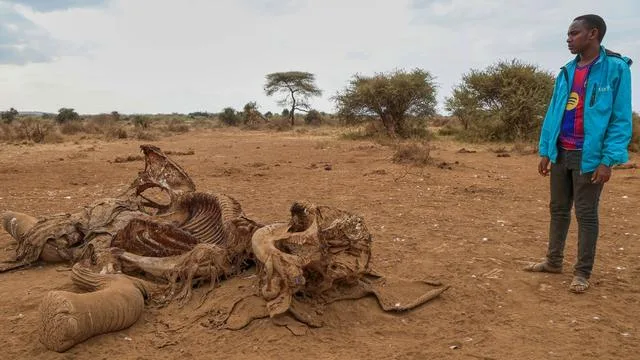 Vergiftete Elefanten: Vier Festnahmen nach Tod von 18 Elefanten in Kenia