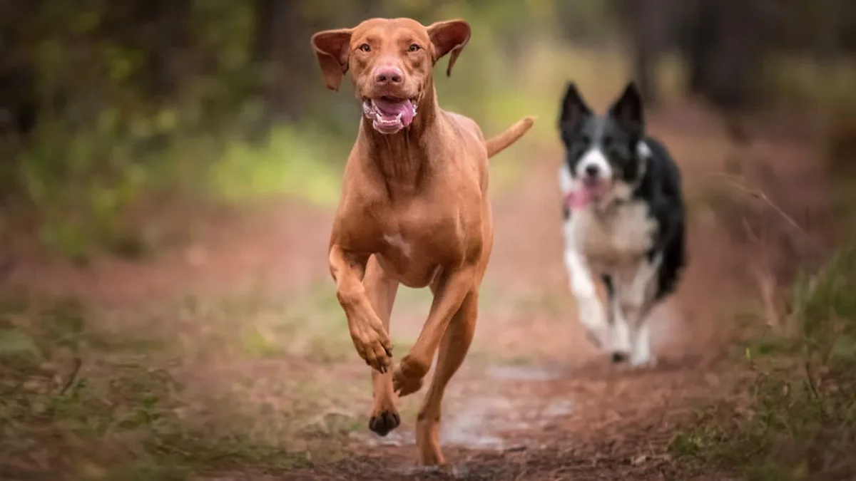 Zur Brunftzeit - Wie Rothirsche für Hunde im Herbst gefährlich werden