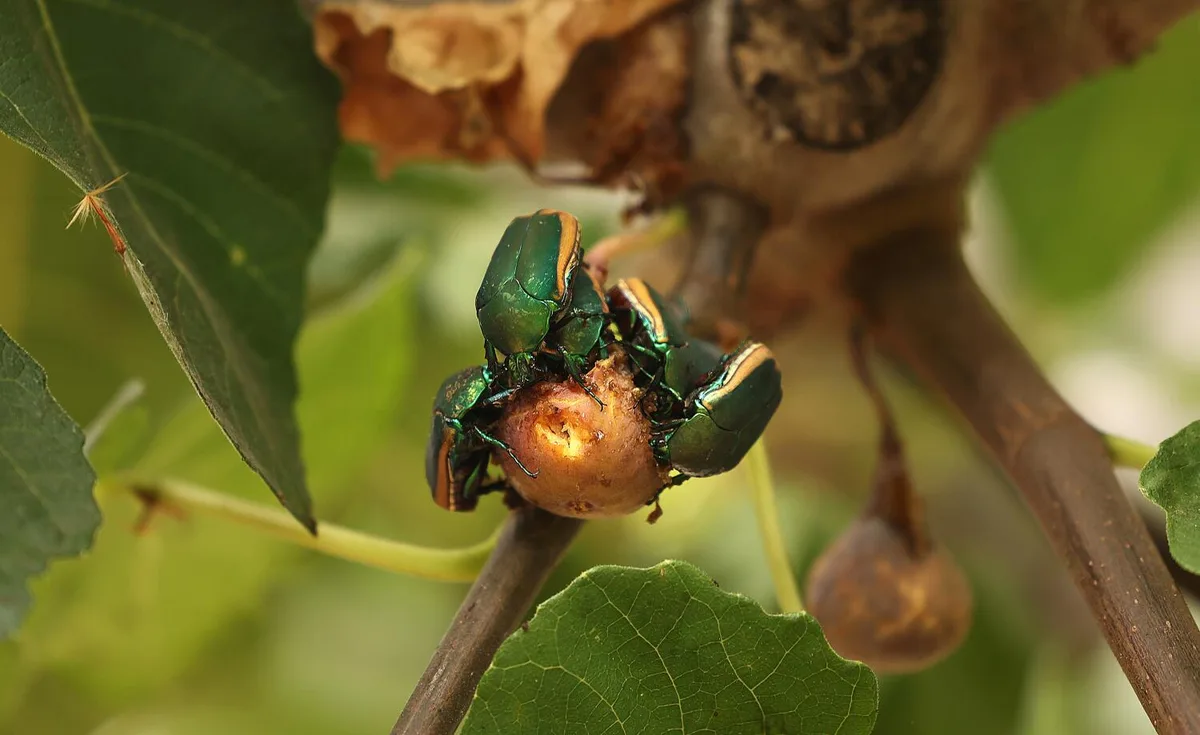 This clumsy green beetle is buzzing all over L.A. It might just crash into your face