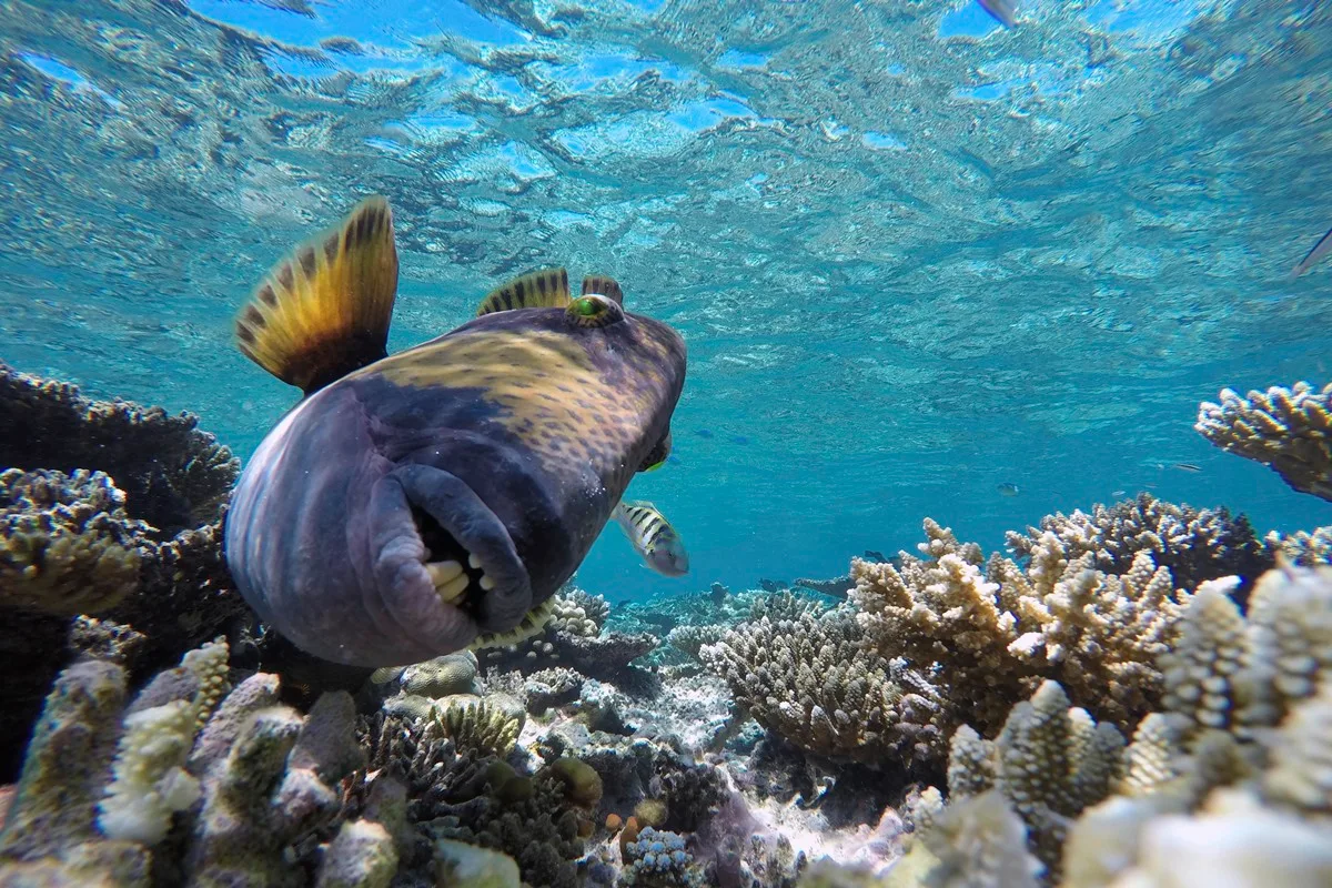 Sorriso humano: peixes simpáticos são perigosos e atacam mergulhadores