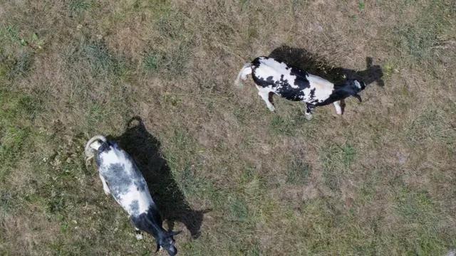 Agrar: Agrarministerium unterstützt Tierhalter bei Futtermangel